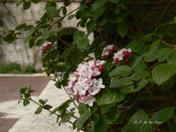 Bois des Moutiers (42) avril 2012